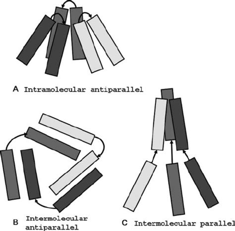 Models Of N Terminal Coiled Coil Trimerization A Coiled Coils Are