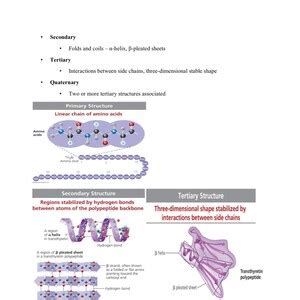 Enzymes and Proteins - Etsy