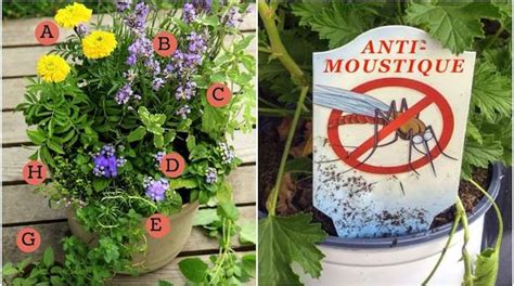 Le Pot De Fleurs ANTI MOUSTIQUES Pour La Terrasse