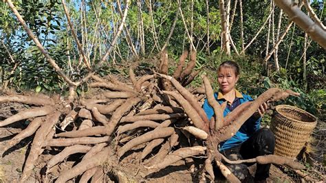 Harvesting Cassava Roots Goes To The Market Sell Th Ng Bushcraft