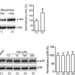 Enhancement Of Akt Phosphorylation By Glycine In Cortical Neurons Does