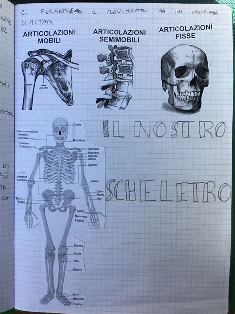 APPARATO LOCOMOTORE Blog Di Maestra Mile