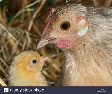 Junges Huhn Henne Stockfotos Und Bilder Kaufen Alamy