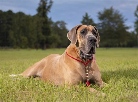 Cachorros mais perigosos do mundo conheça 15 raças ferozes Guia Animal