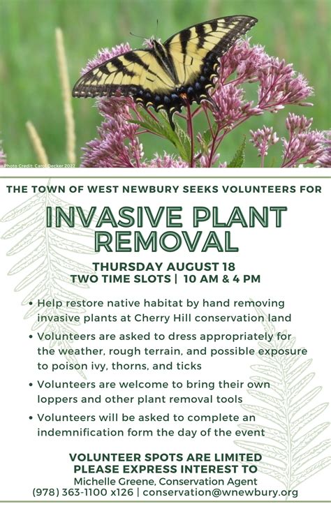 Invasive Plant Removal at Cherry Hill Conservation Land | Town of West