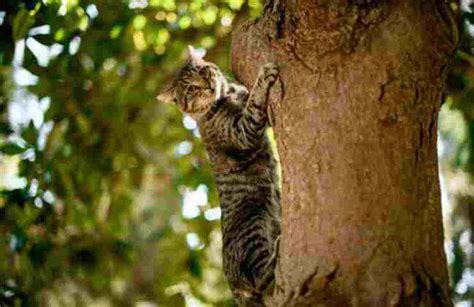 Gatto Salvato Dopo 17 Ore Da Un Albero L Arrivo Dei Pompieri