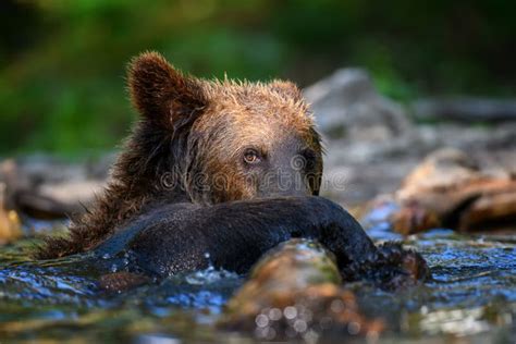 Wild Brown Bear Ursus Arctos On Playing Pond In The Forest Animal In