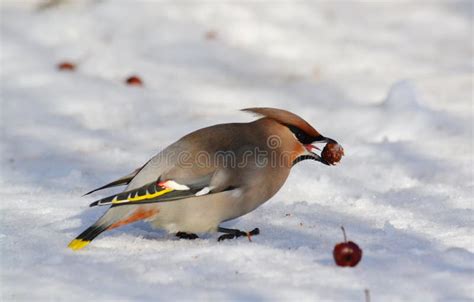 Birds of the steppes stock image. Image of small, flora - 102313659