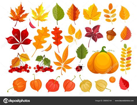 Big Set Fall Leaves Autumn Objects Clipart Many Different Leaves Stock