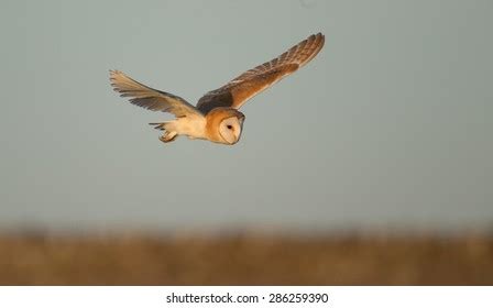 3,235 Barn owl flying Images, Stock Photos & Vectors | Shutterstock