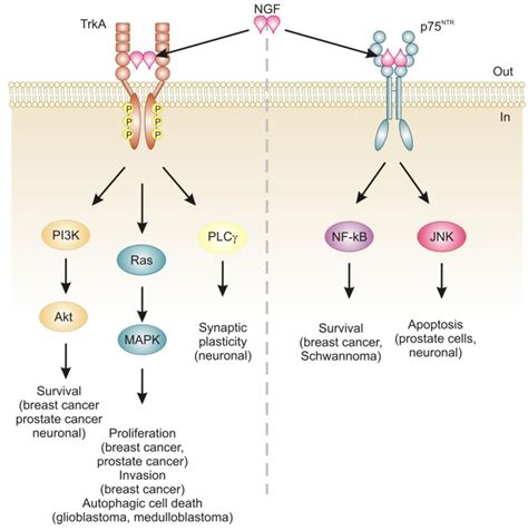 Akt Cell Cycle Cell Cycle