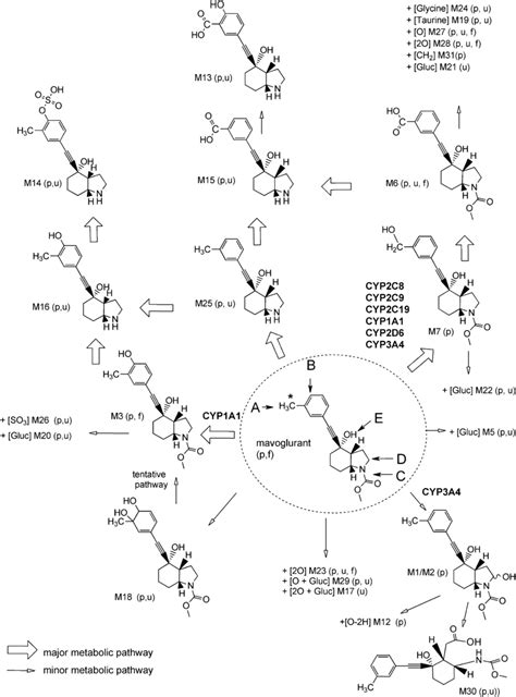 Proposed Metabolic Pathways Of Mavoglurant In Healthy Human Subjects