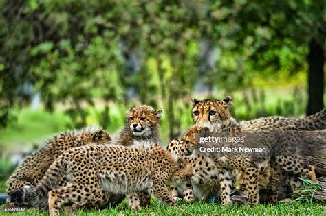 Mother Cheetah With Cubs High-Res Stock Photo - Getty Images