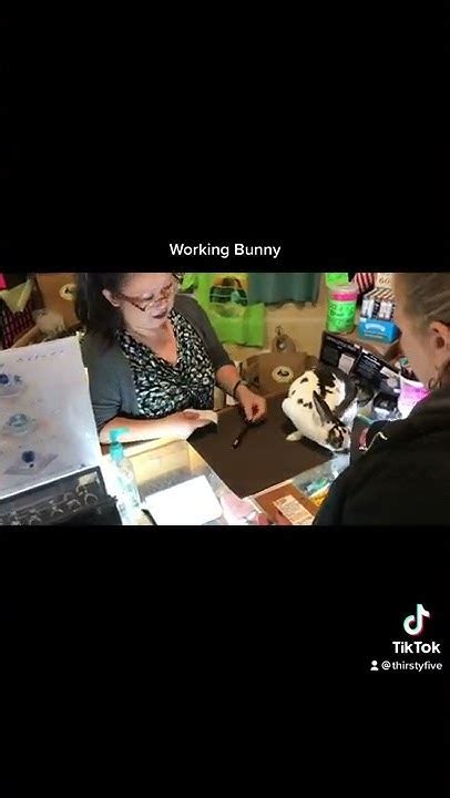 Working Bunny Youtube