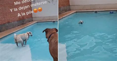 TikTok viral perro aprovecha el descuido de su dueña y se lanza a la