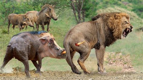 Incredible Mother Warthog Fights Madly And Knocks Down Lions To Rescue