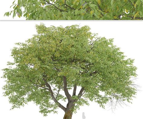 ArtStation Set Of English Walnut Trees Juglans Regia 2 Trees