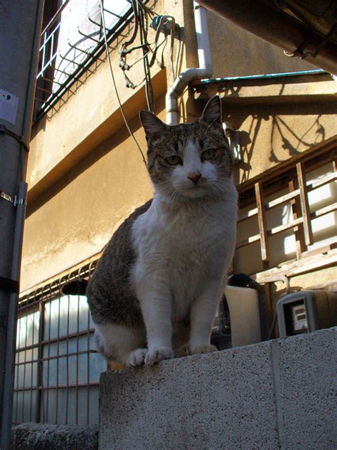 視線の先には 町猫 旅猫 猫は何処にでもいるよ