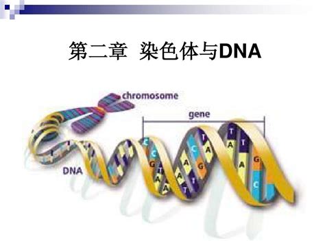 第二章 染色体与dna Word文档在线阅读与下载 免费文档