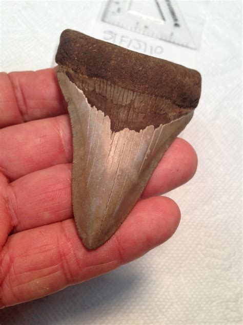 Meg / Shark Tooth / Fossil - Fossils & Artifacts for Sale | Paleo Enterprises