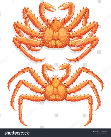 Alaskan King Crab Vector Illustration Royalty Free Stock Vector