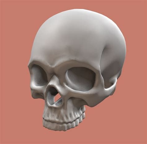 Skull Human Jaw 3d Model Turbosquid 1375728