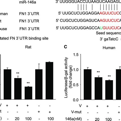 A Alignment Of Fn Utr And Mutated Fn Utr Sequence With Mature