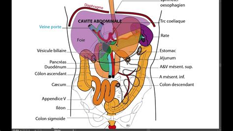 Introduction L Anatomie De L Appareil Digestif Youtube