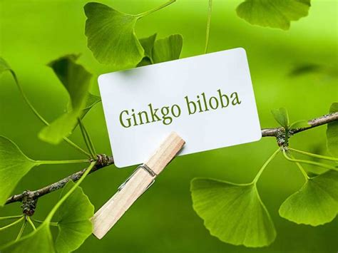 Ginkgo Biloba benefits for health and body, skin, hair and Side effects