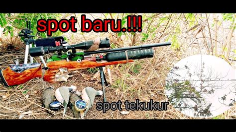 Hunting Tekukur Di Spot Baru Berburutekukur YouTube