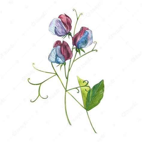 Premium Photo Watercolor Set Of Sweet Peas Flowers And Leaves Hand