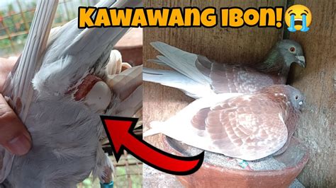 KALAPATI NAIPITAN NG ITLOG SA PUWET HINDI NAILABAS YouTube