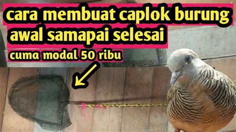 Cara Membuat Caplok Jebakan Berburu Burung Perkutut Di Malam Hari Mudah