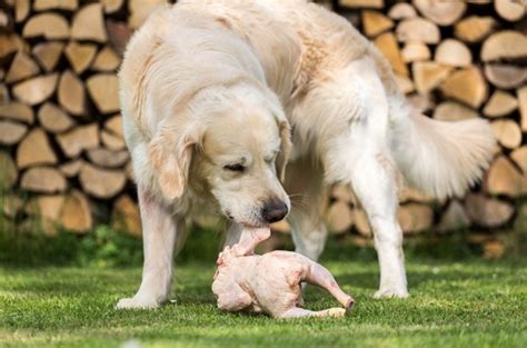 Can Dogs Eat Spoiled Raw Chicken