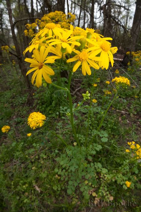 Butterweed Wildflowers Nature In Focus