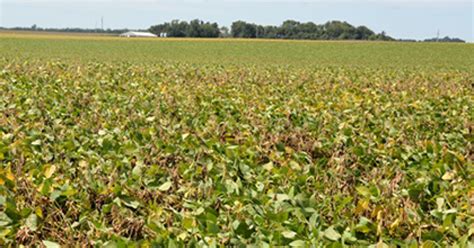 Late Season Soybean Diseases Know Whats Killing Your Soybeans