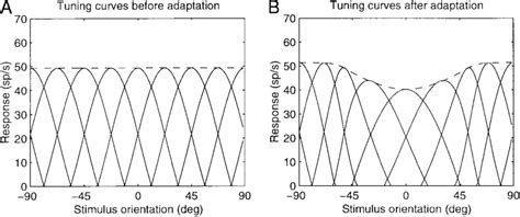 Simulation Of Adaptation In The Recurrent Model A Orientation Tuning