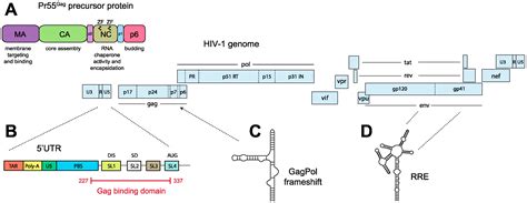 Viruses Free Full Text The Life Cycle Of The Hiv 1 Gagrna Complex