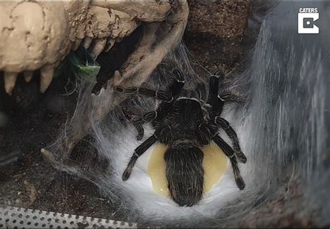 Moment A Tarantula Releases An Oozing Egg Sac Is Captured In Rare Video