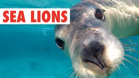 Funny Sea Lionseal Video Compilation Dogs Of The Sea Adew Pets Centre