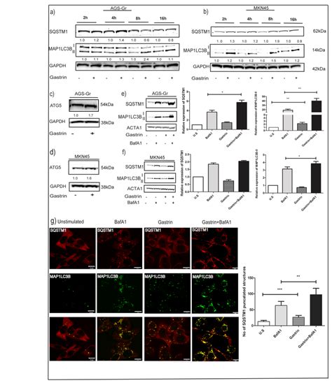 Gastrin Activates Autophagy In Two Gastric Adenocarcinoma Cells Download Scientific Diagram