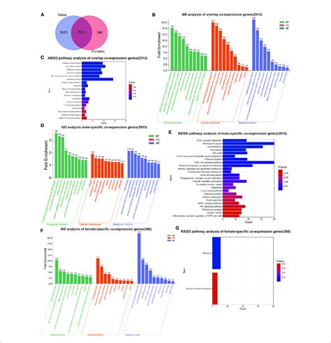 Sex Differences In Significant Go Terms And Kegg Pathways Analysis