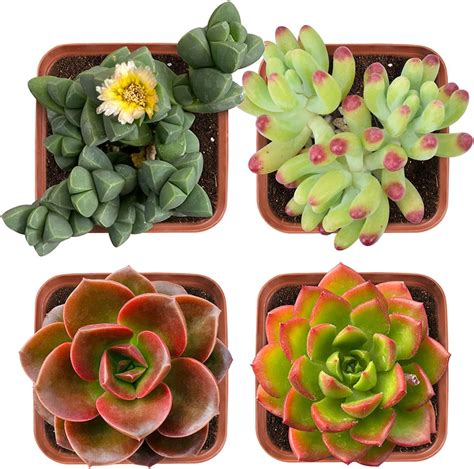 Shop Succulents Radiant Rosette Collection Of Live