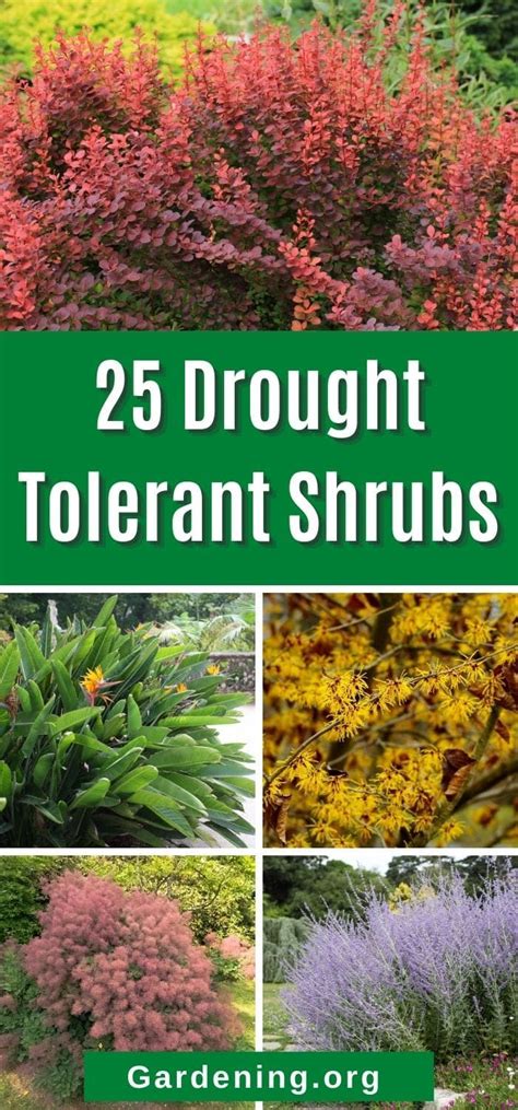 25 Drought Tolerant Shrubs To Grow In Warm Climates Drought Tolerant Shrubs Drought Tolerant