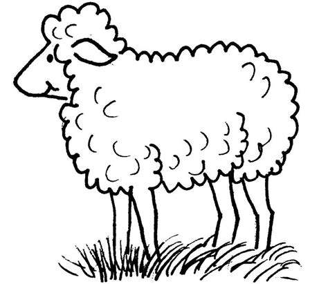 Printable Sheep Coloring Page