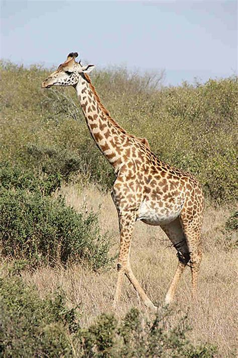 Girafe Girafes Animaux Animaux R Serve Nationale De Massa Mara