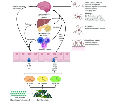 Potential Pathways Through Which SCFAs Influence Gut Brain