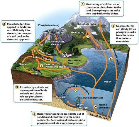 The Phosphorus Cycle It Begins With Weathering Or Mining Of Phosphate