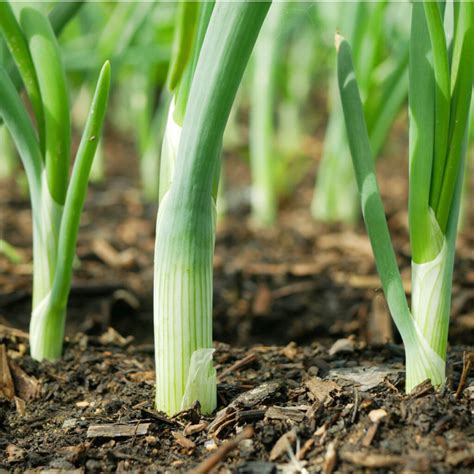 How To Plant Spring Onion Sets! The Art Of Growing Great Onions