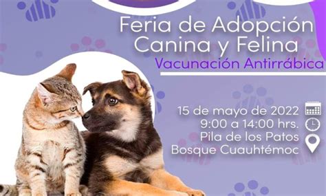 Morelia Invitan A Adoptar A Perritos Y Gatitos En El Bosque Cuauhtémoc